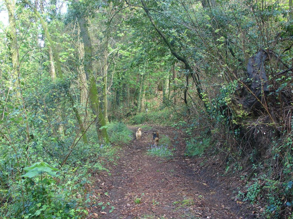 Quinta De Pindela - Natureza E Tradicao Villa Vila Nova de Famalicão Kültér fotó