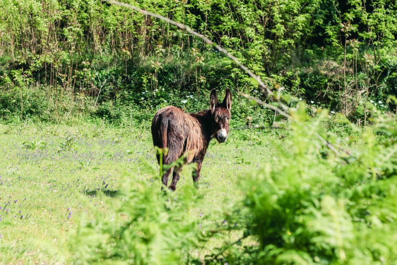 Quinta De Pindela - Natureza E Tradicao Villa Vila Nova de Famalicão Kültér fotó