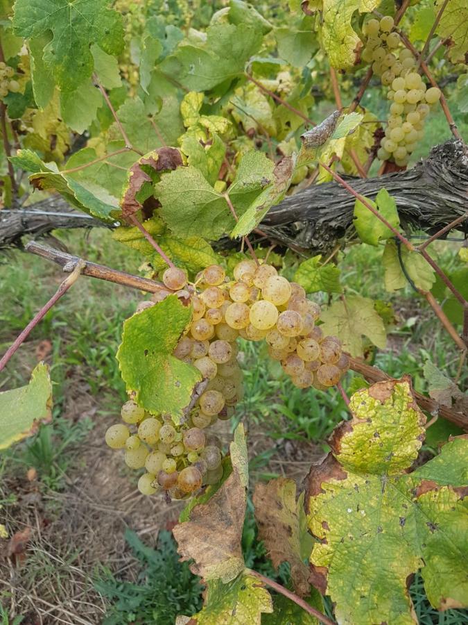 Quinta De Pindela - Natureza E Tradicao Villa Vila Nova de Famalicão Kültér fotó